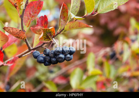 Reife Aronia im Herbst Garten. Schwarze Chokeberries auf bunten Herbst Blätter Hintergrund. Foto mit selektiven Fokus und Kopie. Schwarze Apfelbeere Stockfoto