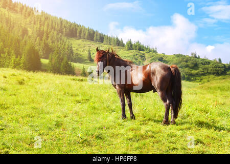 Pferde grasen auf der Wiese im Tal. Pferde grasen im Sommer Alm mit Sonnenschein. Eine braune Pferd auf Alm in Karpaten Stockfoto