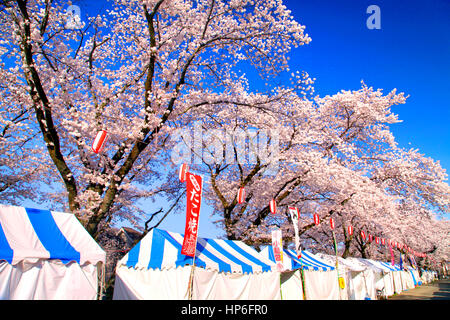 Cherry Blossoms Festival in Hamura Stadt Tokio Japan Stockfoto