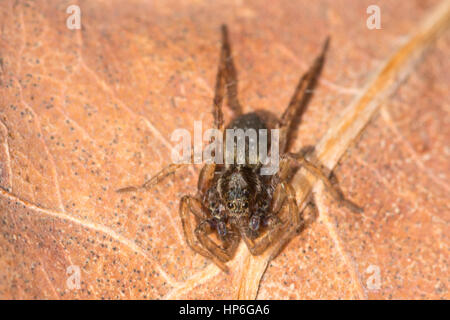 Wolfspinne (Familie Lycosidae) Stockfoto