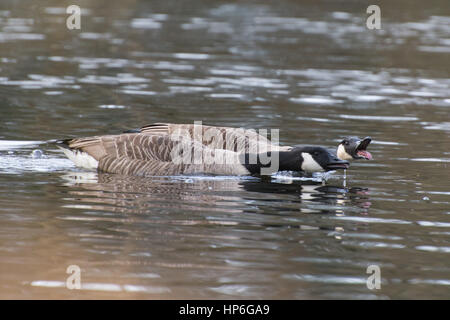 Kanada-Gänse (Branta Canadensis)-Balz-Verhalten Stockfoto