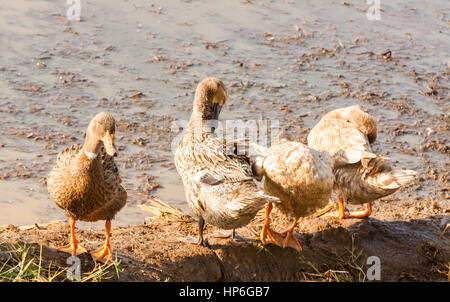 Enten, die erfrischend nach Fütterung und Bad im Schlamm Wasser in Kerala, Indien Enten erfrischend nach der Fütterung und Bad im Schlamm Wasser in Kerala, Indien Stockfoto