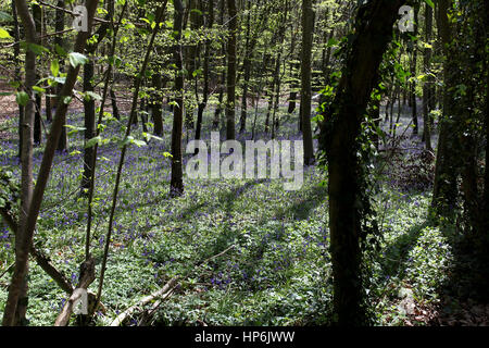 Glockenblumen in Brandy Hole Lane, ein Synonym für Schmuggler Geschichten, Summersdale in der Nähe von Chichester und Goodwood, West Sussex, UK Ort abgebildet. Stockfoto