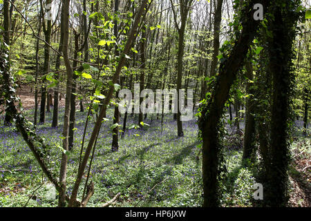 Glockenblumen in Brandy Hole Lane, ein Synonym für Schmuggler Geschichten, Summersdale in der Nähe von Chichester und Goodwood, West Sussex, UK Ort abgebildet. Stockfoto