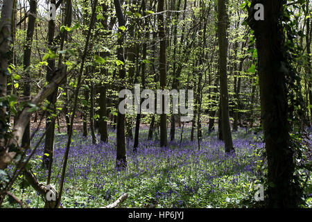 Glockenblumen in Brandy Hole Lane, ein Synonym für Schmuggler Geschichten, Summersdale in der Nähe von Chichester und Goodwood, West Sussex, UK Ort abgebildet. Stockfoto