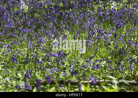 Glockenblumen in Brandy Hole Lane, ein Synonym für Schmuggler Geschichten, Summersdale in der Nähe von Chichester und Goodwood, West Sussex, UK Ort abgebildet. Stockfoto