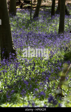 Glockenblumen in Brandy Hole Lane, ein Synonym für Schmuggler Geschichten, Summersdale in der Nähe von Chichester und Goodwood, West Sussex, UK Ort abgebildet. Stockfoto