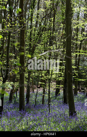 Glockenblumen in Brandy Hole Lane, ein Synonym für Schmuggler Geschichten, Summersdale in der Nähe von Chichester und Goodwood, West Sussex, UK Ort abgebildet. Stockfoto