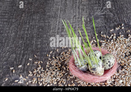 Hintergrund der alten Holzoberfläche mit Wachteleiern, Sprossen und Weizenkorn Stockfoto