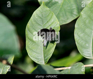 Männliche große gelbe Mormone Schmetterling auf Blatt Stockfoto