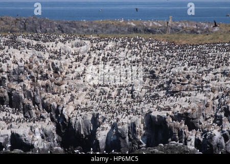 Eine Kolonie von gemeinsamen Trottellummen oder wärmeren Uria Aalge auf den Farne Islands, Northumberland, UK Stockfoto