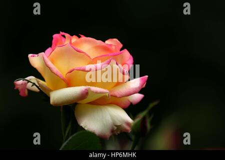 Eine Rose. Stockfoto