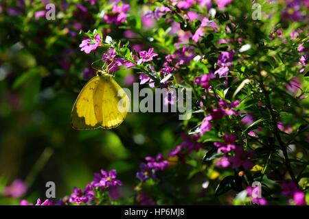 Schmetterling auf Blume Nektar trinken setzt Stockfoto