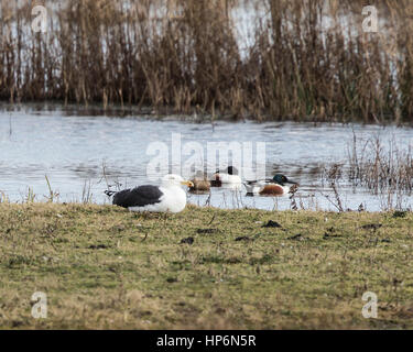 Mehr Black-backed Gull mit Löffelente Enten Stockfoto