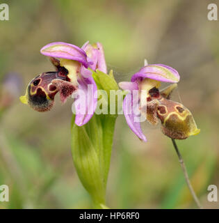 Carmel Ophrys Orchidee - Ophrys Umbilicata zwei Blumen Stockfoto