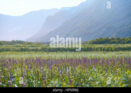 Flora von Kamtschatka. Wälder und Felder. Natur Kamtschatkas. Landschaften und herrliche Ausblicke auf der Halbinsel Kamtschatka. Stockfoto