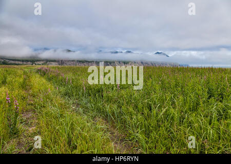 Flora von Kamtschatka. Wälder und Felder. Natur Kamtschatkas. Landschaften und herrliche Ausblicke auf der Halbinsel Kamtschatka. Stockfoto