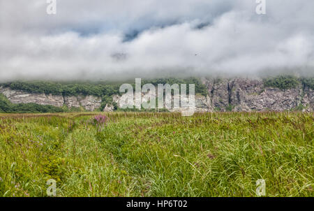 Flora von Kamtschatka. Wälder und Felder. Natur Kamtschatkas. Landschaften und herrliche Ausblicke auf der Halbinsel Kamtschatka. Stockfoto