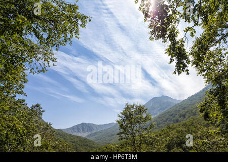 Flora von Kamtschatka. Wälder und Felder. Natur Kamtschatkas. Landschaften und herrliche Ausblicke auf der Halbinsel Kamtschatka. Stockfoto