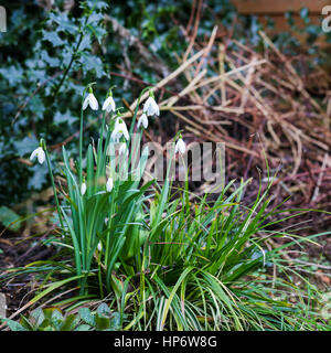 Gruppe von Frühlingsblumen Schneeglöckchen (Galanthus Nivalis) im Wald Wilde Garten Stockfoto