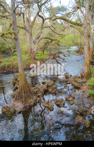 Im Hillsborough River State Park Stockfoto