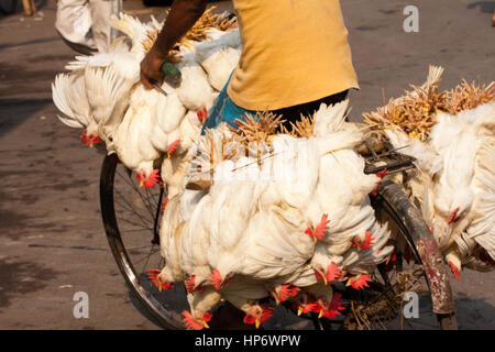 Kalkutta, Calcutta, West-Bengalen, West, Bengal, Indien, Indian, Asia, asiatisch, Stockfoto