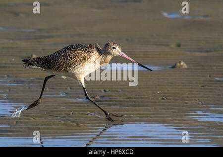 Die marmorenen godwit (Limosa fedoa) läuft über den Strand von Galveston Island, Texas Stockfoto