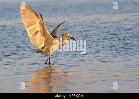 Tanzen rötlich Seidenreiher (Egretta rufescens) Angeln Stockfoto