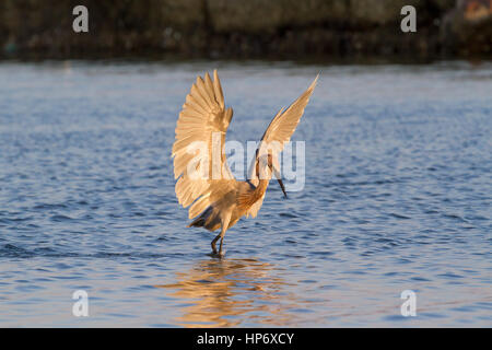 Tanzen rötlich Seidenreiher (Egretta rufescens) Angeln Stockfoto