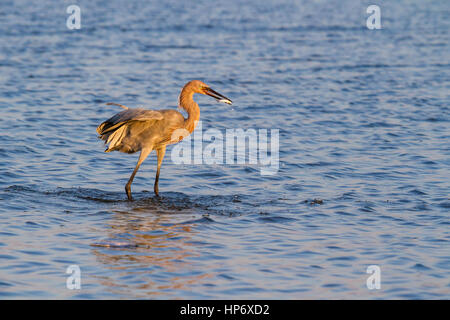 Die rötliche Silberreiher (Egretta saniert) ist eine mittlere Reiher Stockfoto