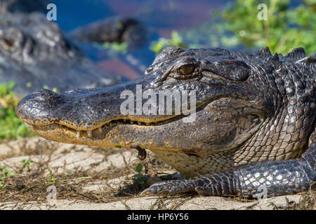 Lächeln der amerikanische Alligator, Nahaufnahme Stockfoto