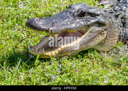 Alligator mit offenem Mund auf der grünen Wiese Stockfoto