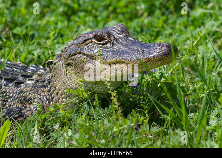 Alligator in dem grünen Rasen Stockfoto