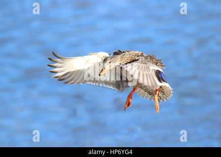 Eine weibliche Stockente, die auf einem Teich landen, fliegen Stockfoto