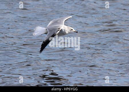 Eine Ring-billed Möwe fliegen über einem See Stockfoto