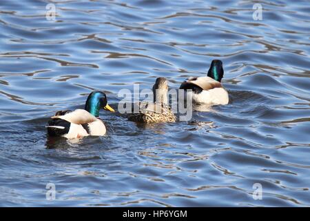 Drei Stockente Enten schwimmen zusammen in einem Teich Stockfoto