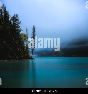 Einsamer Baum am Ufer des Kinney Lake, Mt Robson National Park, Britisch-Kolumbien, Kanada Stockfoto