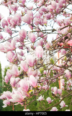 Magnolie Baum Blüte im Frühling Stockfoto