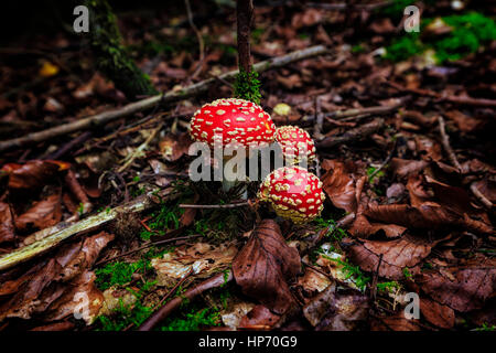 Amanita Pilz In den Thüringer Wald, Deutschland Stockfoto