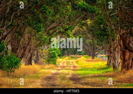 Bauernhof-Landstraße im südwestlichen Western Australia, Australia Stockfoto