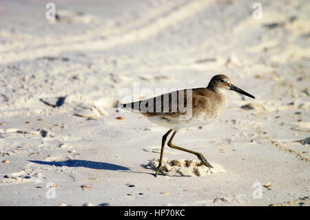 Eine Sand Piper zu Fuß auf einem weißen Sandstrand. Panama City Beach, Golfküste, Florida. Stockfoto