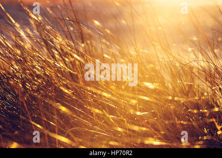 Sonne durch hohe Gräser. Stockfoto