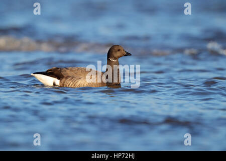 Erwachsenen dunkel-bellied Brent Gänse Branta Bernicla schwimmen an der nördlichen Küste von Norfolk Stockfoto