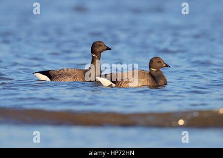 Erwachsenen dunkel-bellied Brent Gänse Branta Bernicla schwimmen an der nördlichen Küste von Norfolk Stockfoto