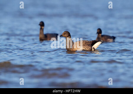 Erwachsenen dunkel-bellied Brent Gänse Branta Bernicla schwimmen an der nördlichen Küste von Norfolk Stockfoto