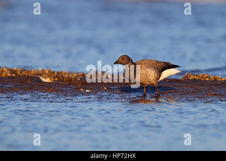 Erwachsenen dunkel-bellied Brent Goose Branta Bernicla auf ein Norfolk Nordstrand Stockfoto