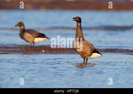 Erwachsenen dunkel-bellied Brent Goose Branta Bernicla fordert die North Norfolk Küste, England, UK Stockfoto