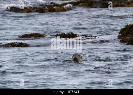 Atlantic Grey Seal Schwimmen in der Nordsee Stockfoto