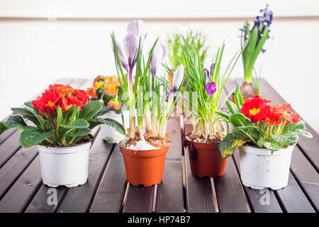 Die Vielfalt der Blumen in Töpfen Stockfoto