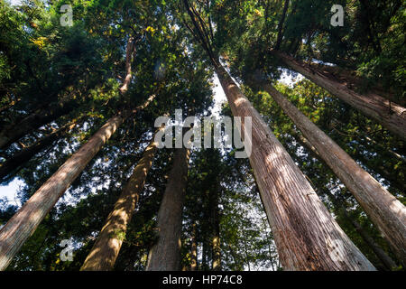 Großen Pinienwald im Herbst, Nikko, Japan Stockfoto